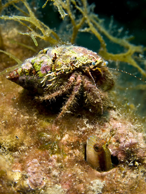 Bavosa Bianca (Parablennius rouxi)